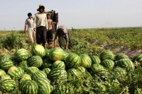 بررسی یک ادعا؛ کاشت هندوانه واقعا چقدر آب می‌بلعد؟