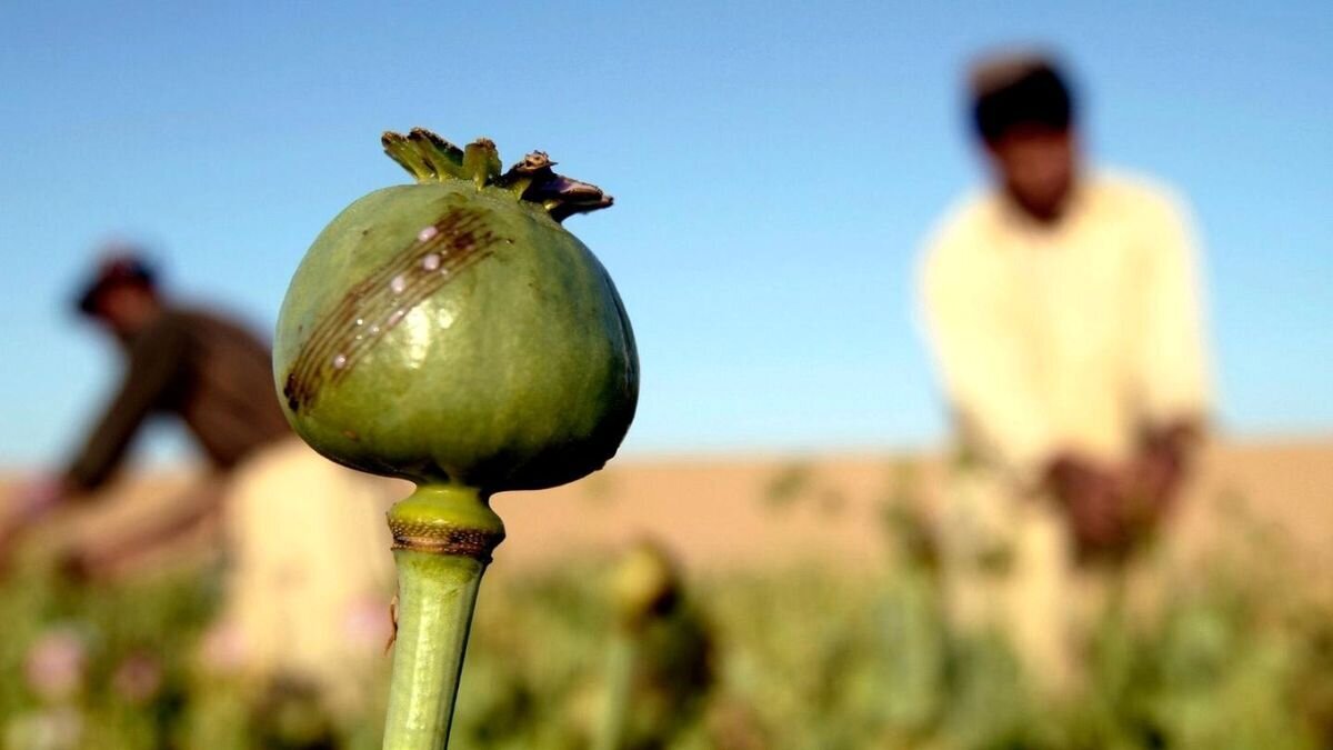 قیمت تریاک شدیدا گران شد قیمت تریاک شدیدا گران شد