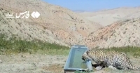 مشاهده یک پلنگ تشنه در ارتفاعات فیروزکوه