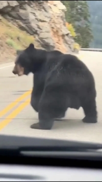 ببینید؛ حمله جسورانه سنجاب به یک خرس!