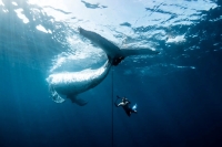 تصاویر؛ برندگان مسابقه عکاسی اقیانوسیه 2025