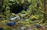 کشف فسیل‌های یک میلیون ساله پرندگان منقرض‌شده در یک غار