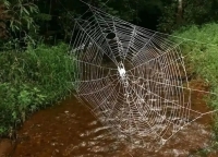 این عنکبوت سازنده بزرگ‌ترین و مقاوم‌ترین تار طبیعی جهان است