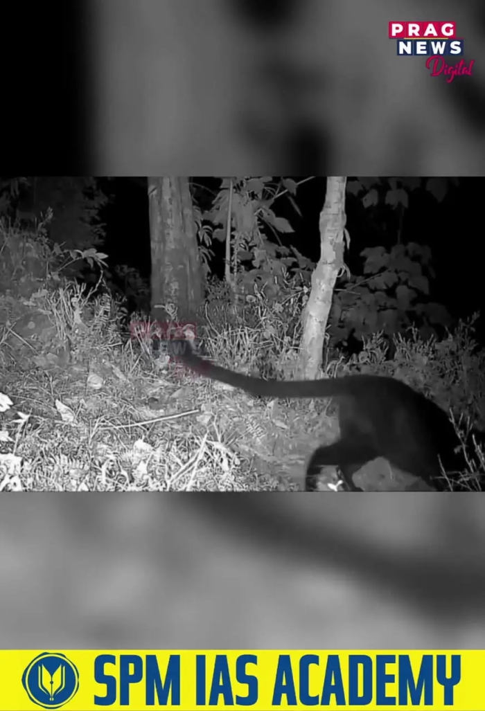 ویدئوی کمیاب و دیدنی از دو پلنگ سیاه در یک قاب