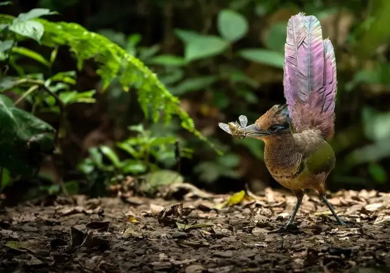 تصاویر حیات وحش