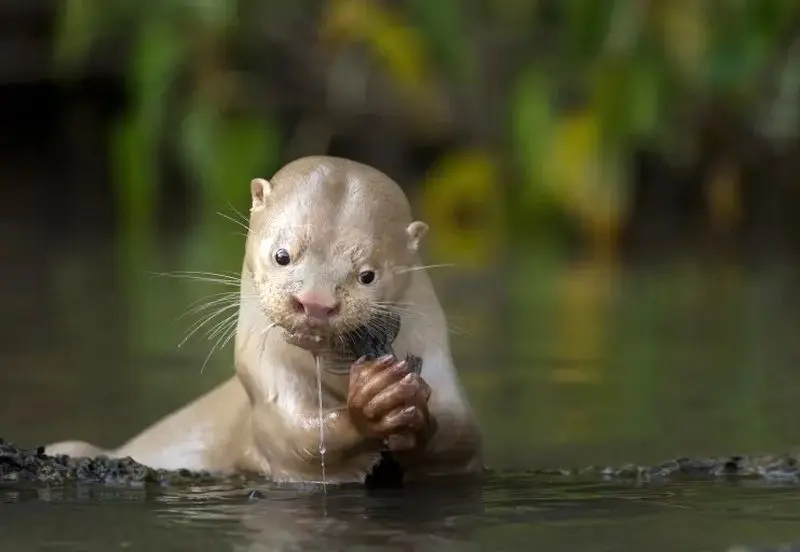 تصاویر حیات وحش