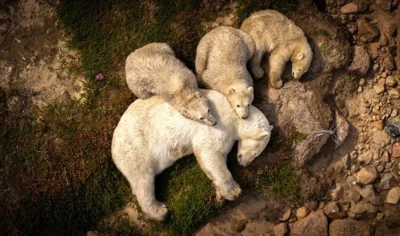 تصاویر حیات وحش