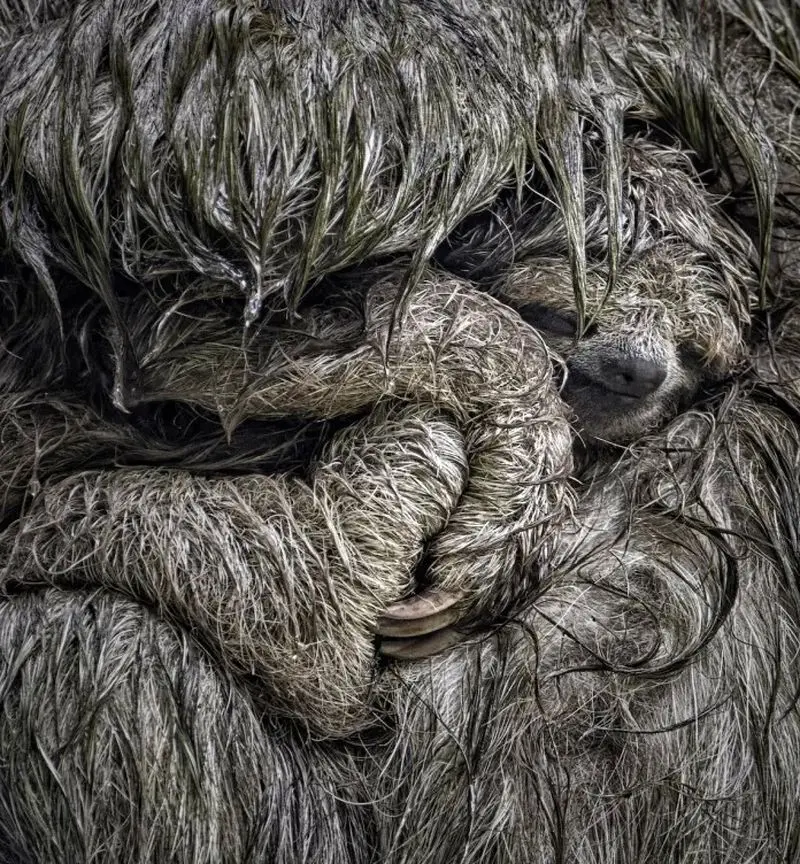 تصاویر حیات وحش