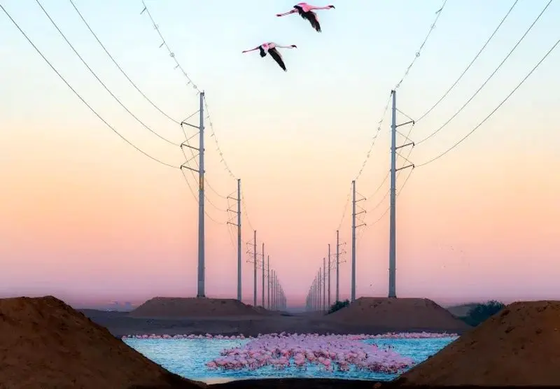 تصاویر حیات وحش