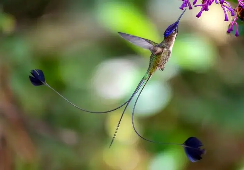 تصاویر حیات وحش