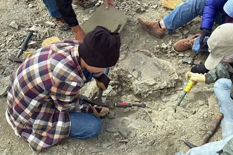 فسیل لاک پشت