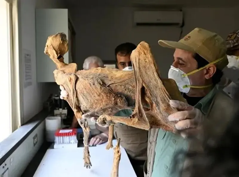 مومیای یوزپلنگ