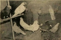 بهمن 1354/ مقررات کفتر پرانی تصویب شد