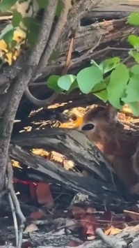 شکار آسان بچه آهوهای پنهان شده توسط پلنگ